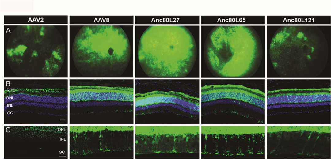 Comparison of transgene expression after subretinal delivery using Anc80 variants, AAV8 and AAV2