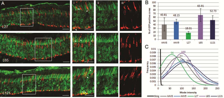 Comparison of cone transduction efficiency between Anc80 variants and contemporary