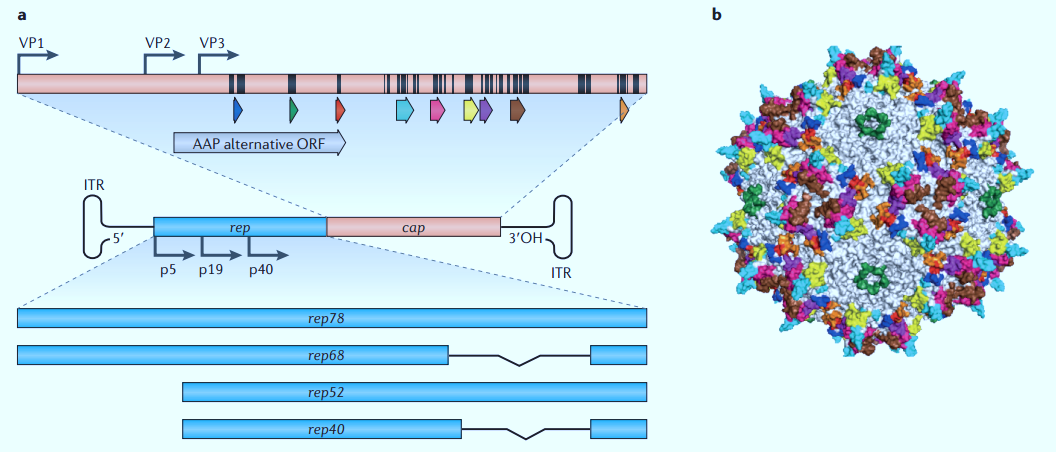  Adeno-associated virus biology