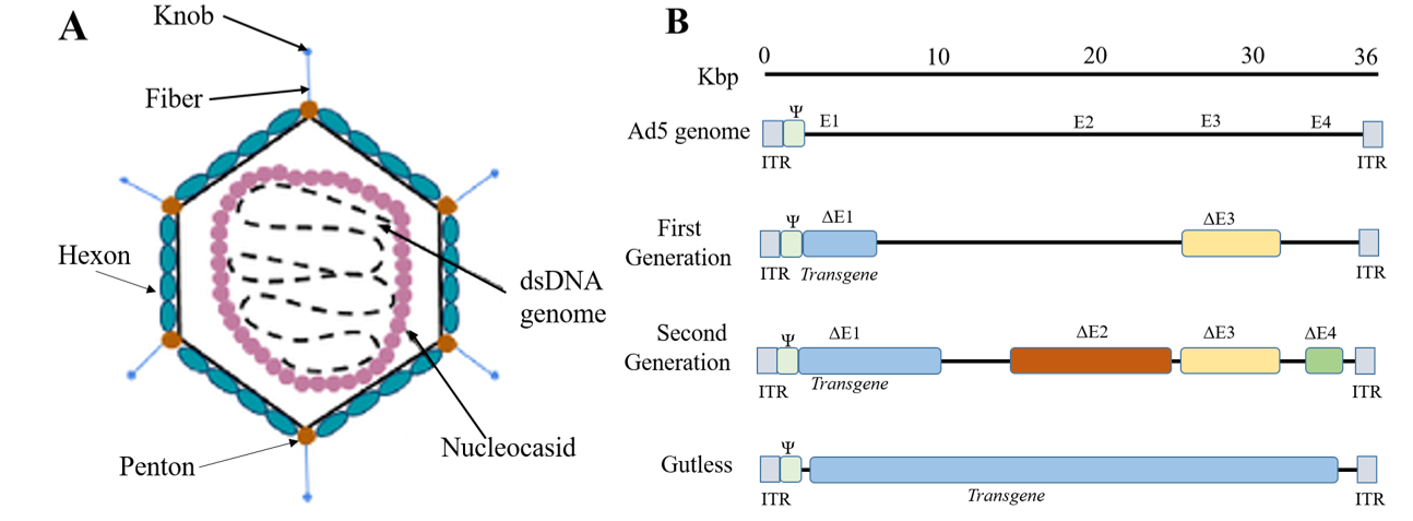 AAV2/1 mediated Anterograde Transsynaptic Tagging(Zingg etal.,2017)