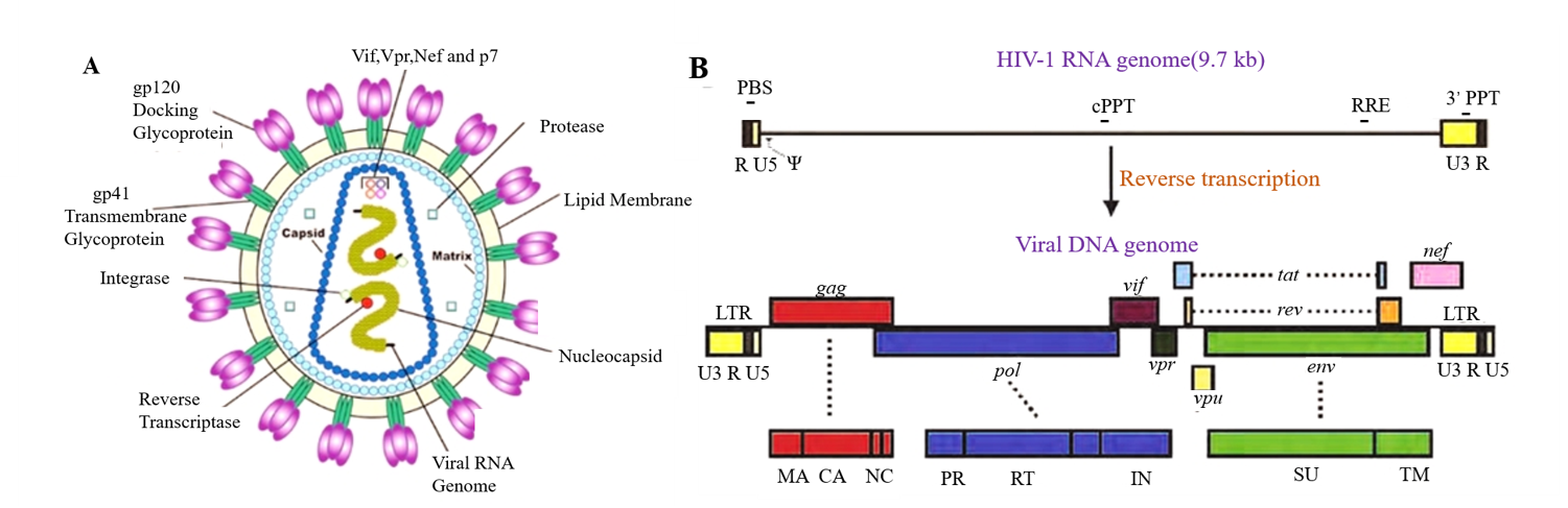  AAV2/Retro mediated retrograde labeling(D. Gowanlock R. Tervo etal.,2016)