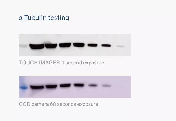 α-Tubulin testing — Touch Imager vs cooled CCD (left panel)