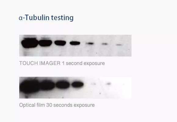 α-Tubulin testing — Touch Imager vs X-ray film (left panel)