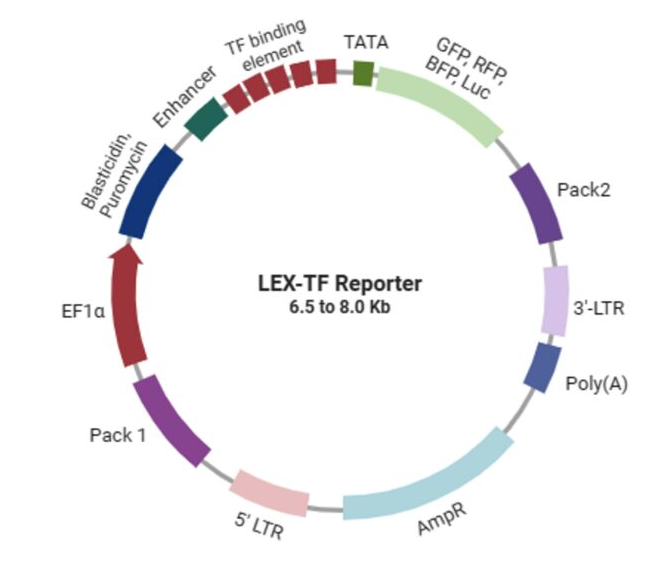 Lentivirus