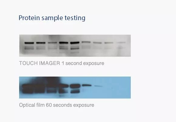 Protein sample testing — Touch Imager vs X-ray film (right panel)