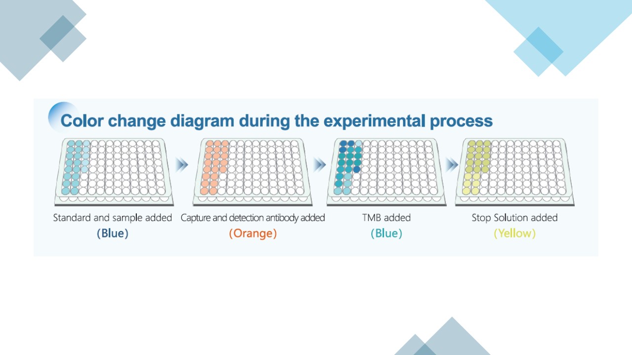 Color changes during experimental process