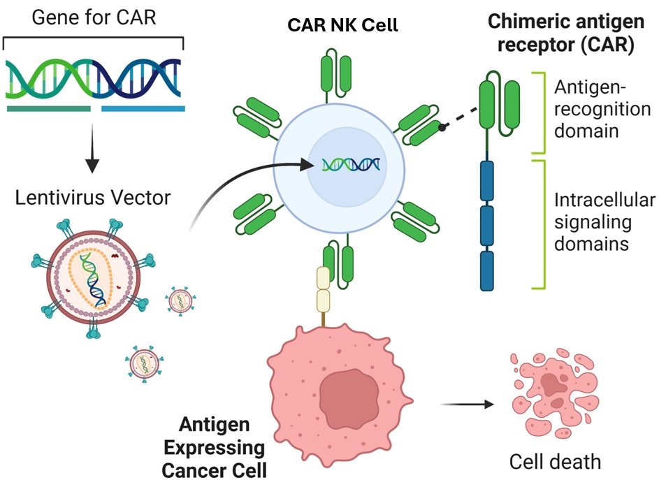 CAR-NK Cells Production